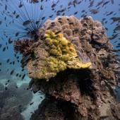 Thaïlande : une nouvelle maladie tue le corail, les scientifiques démunis