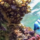 Engagement de 12 milliards de dollars pour sauver les récifs coralliens 