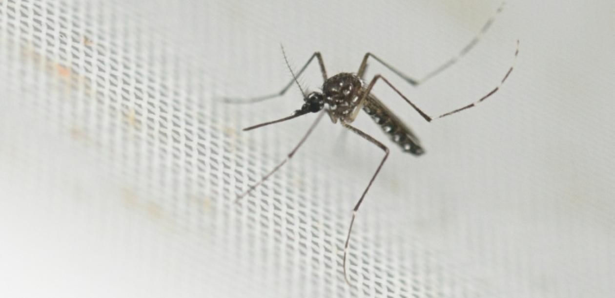 Chikungunya : un premier cas autochtone identifié cette saison en France | Le blob, l'extra-média