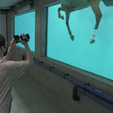 See video of Immersion in a research center dedicated to horses