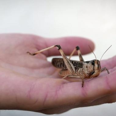 See video of Edible insects, an industry of the future in France?