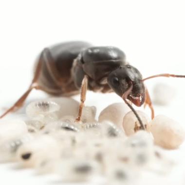 See video of La reine des fourmis, une ouvrière en puissance