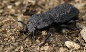 Les secrets du scarabée indestructible à la loupe 