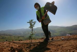 Pays désertique, la Jordanie veut planter des forêts