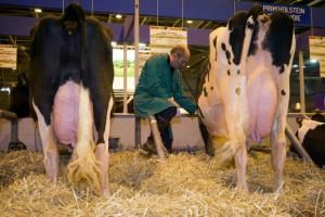 L’utilisation d’antibiotiques diminue dans les élevages, mais augmente chez les animaux de compagnie