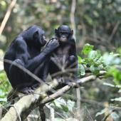 Comment les mères bonobos aident leurs fils à se reproduire