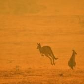 Australie : trois milliards d’animaux tués ou déplacés par les feux de 2019-2020 