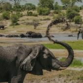 Voir la vidéo de Le rôle sous-estimé des grands éléphants mâles