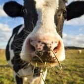 L’estomac des vaches capable de digérer des plastiques !