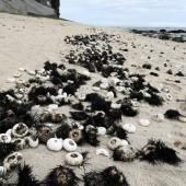 La Réunion : plus de 5 000 oursins retrouvés morts en un mois