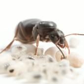 Voir la vidéo de La reine des fourmis, une ouvrière en puissance