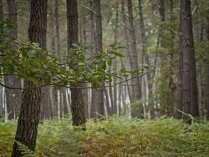 Climat : la baisse du stockage de carbone par les forêts françaises devrait se poursuivre
