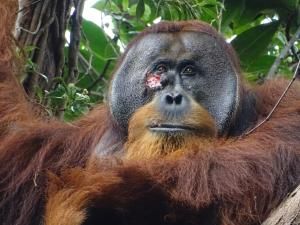 Un orang-outan utilisant un pansement de plantes pour se soigner observé pour la première fois
