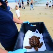  Sur l&#039;Île de Ré, des tortues retrouvent l&#039;océan après avoir été soignées