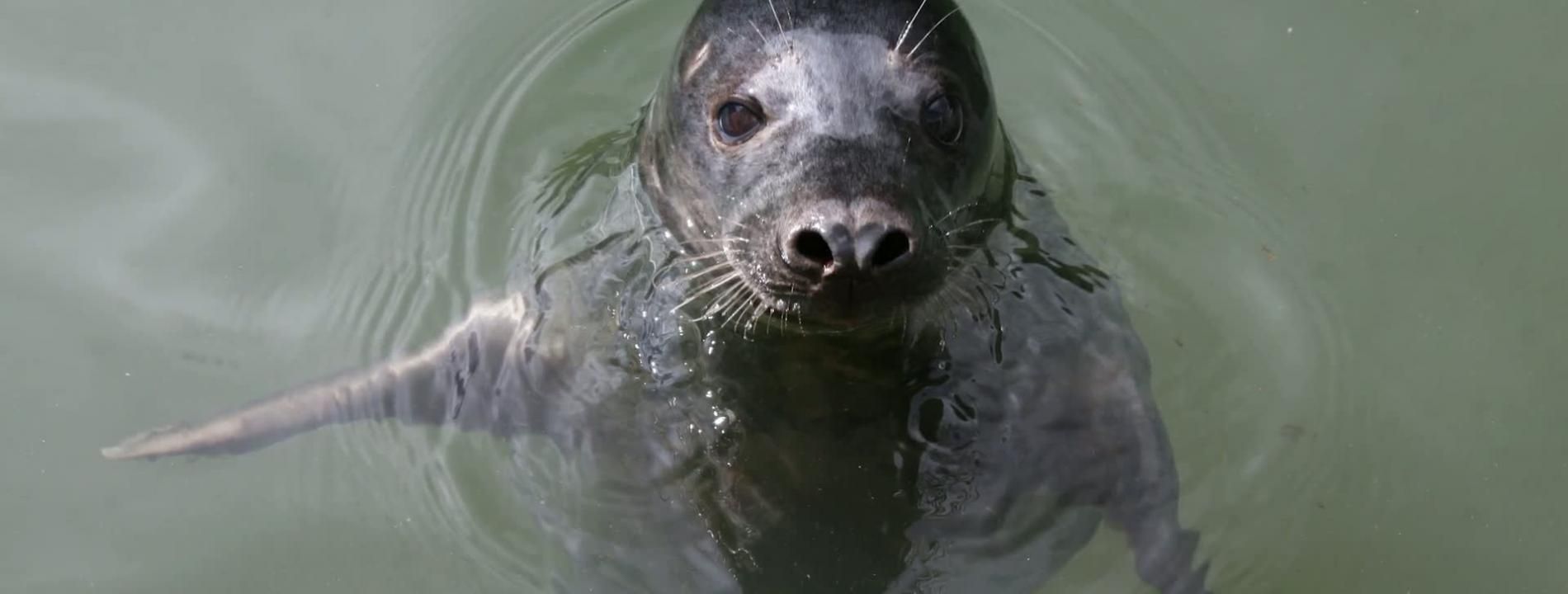 Le blob, l'extra-média