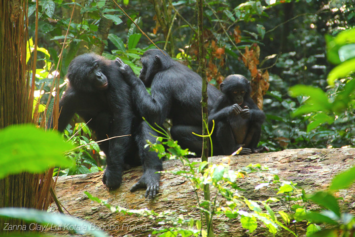 Le Gazouillis De Bebe Des Bonobos Le Blob L Extra Media