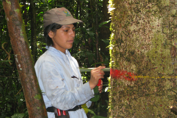 Une technicienne du réseau Rainfor marque et mesure la circonférence des arbres d'une des placettes forestières au Pérou afin d'observer leur croissance