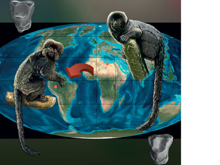 Représentation provisoire de Perupithecus ucayaliensis (Pérou) et Talahpithecus parvus (Libye), montrant la forte ressemblance entre les deux genres.