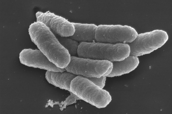 Des bactéries Yersinia pestis, bacilles de la peste, en microscopie électronique à balayage.