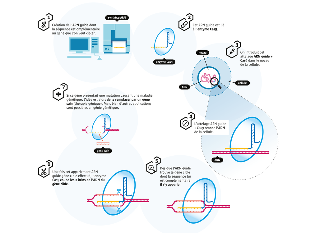 Schéma descriptif de la méthode CRISP-Cas 9