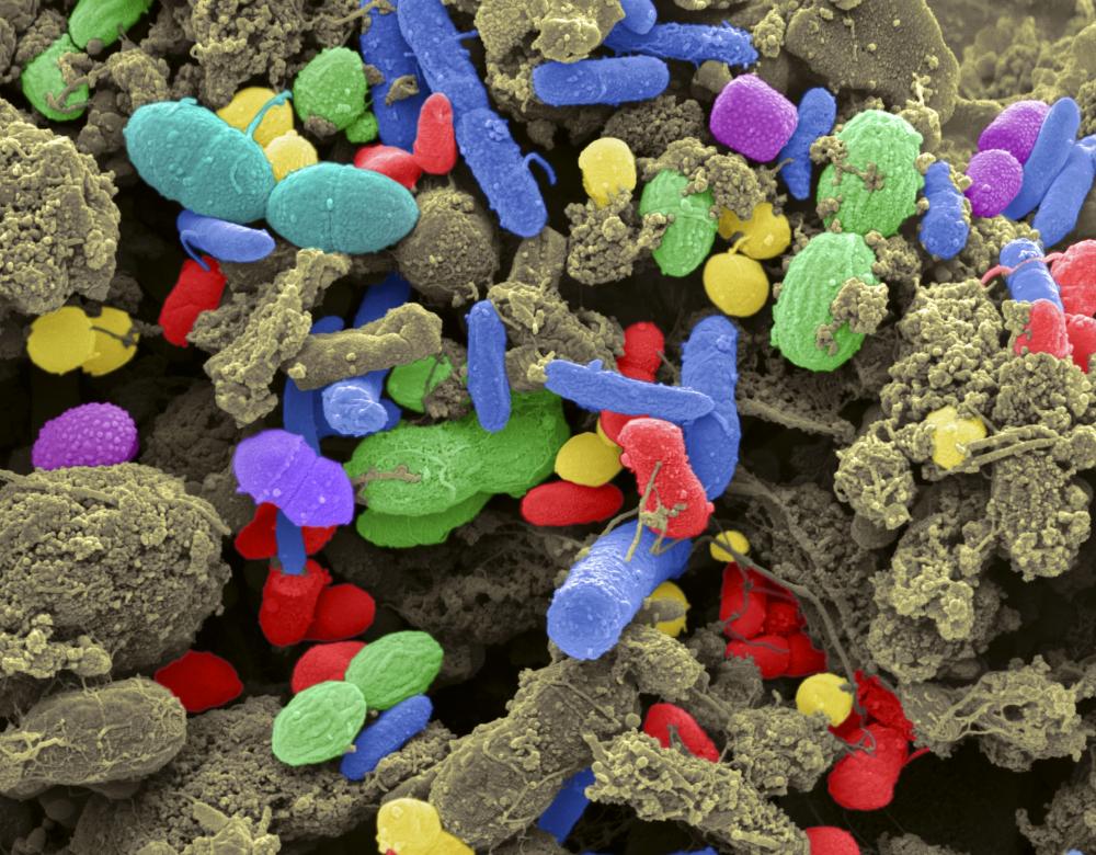 flore intestinale