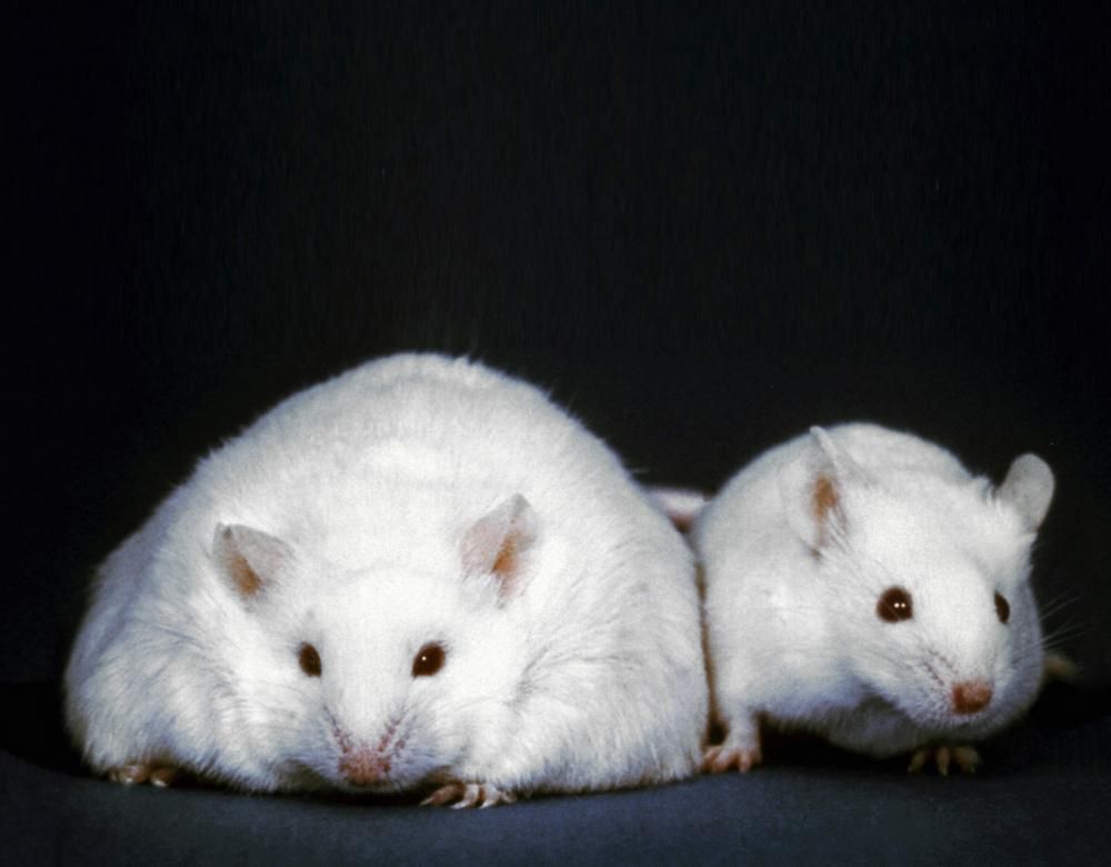 deux souris dont une est obèse