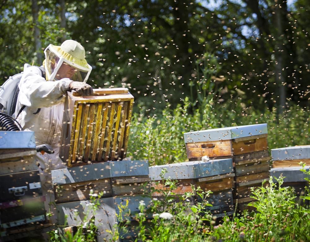 ruche apiculteur
