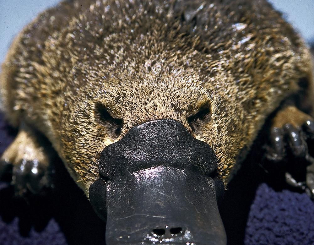 Le blob, étrange animal domestique et objet d'études scientifiques