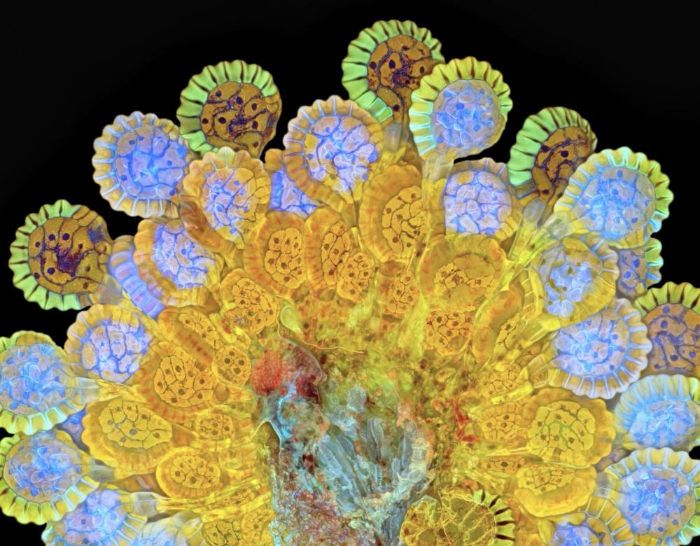 illustration micro photo