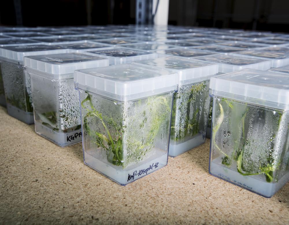 plants de cannabis dans des boites en plastique  (laboratoire)