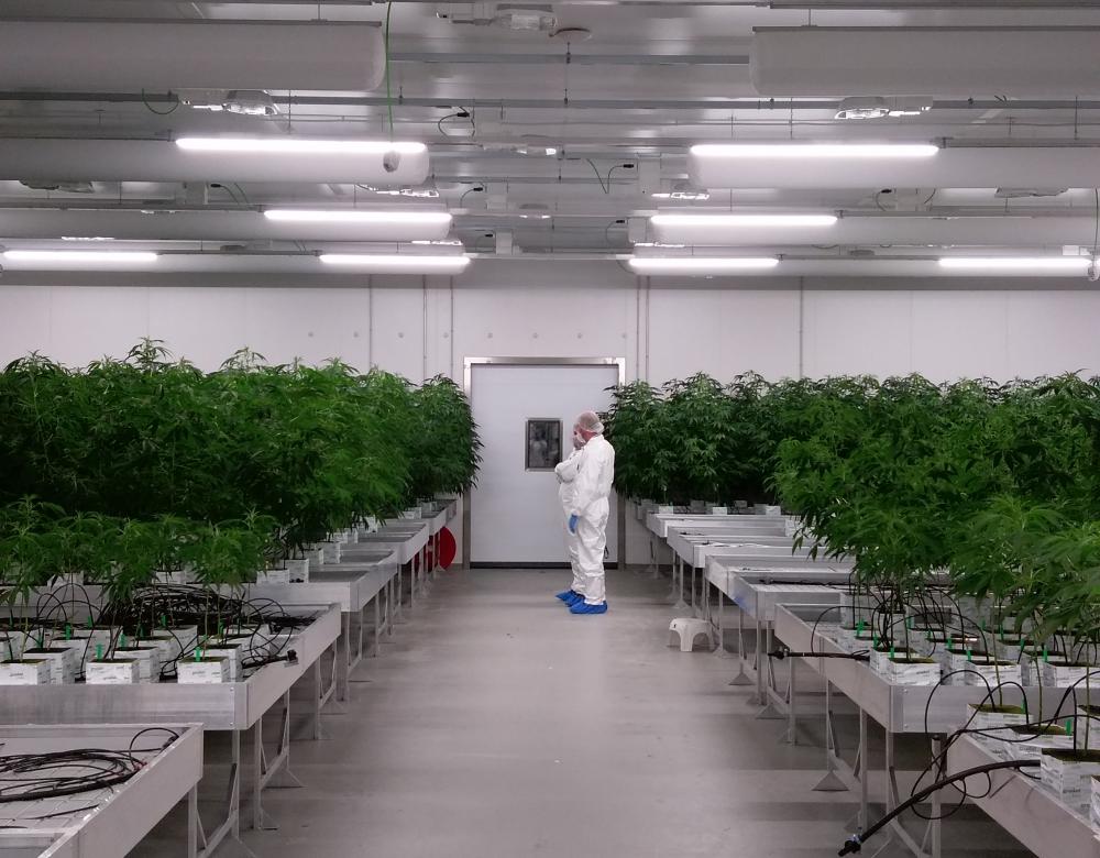 plants de cannabis adulte en laboratoire
