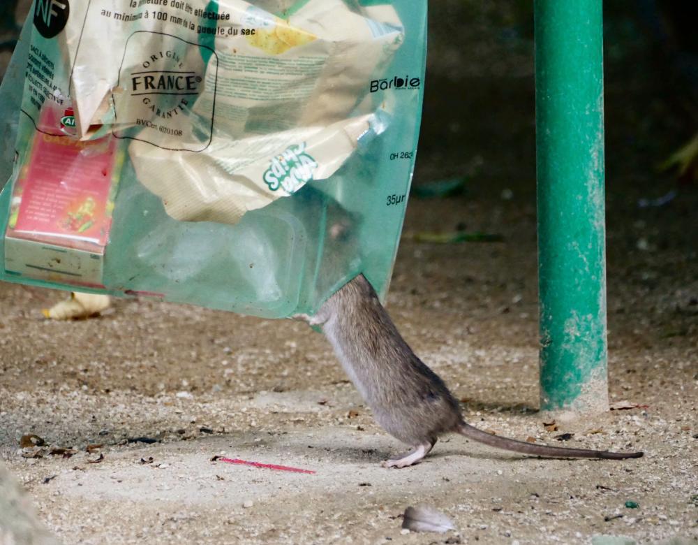 rat s'infiltrant dans une poubelle plastique