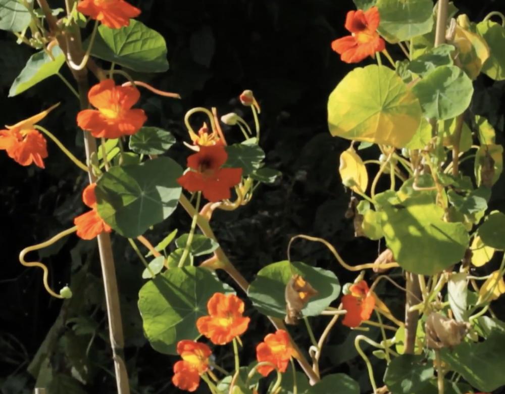 illustration secrets de plantes