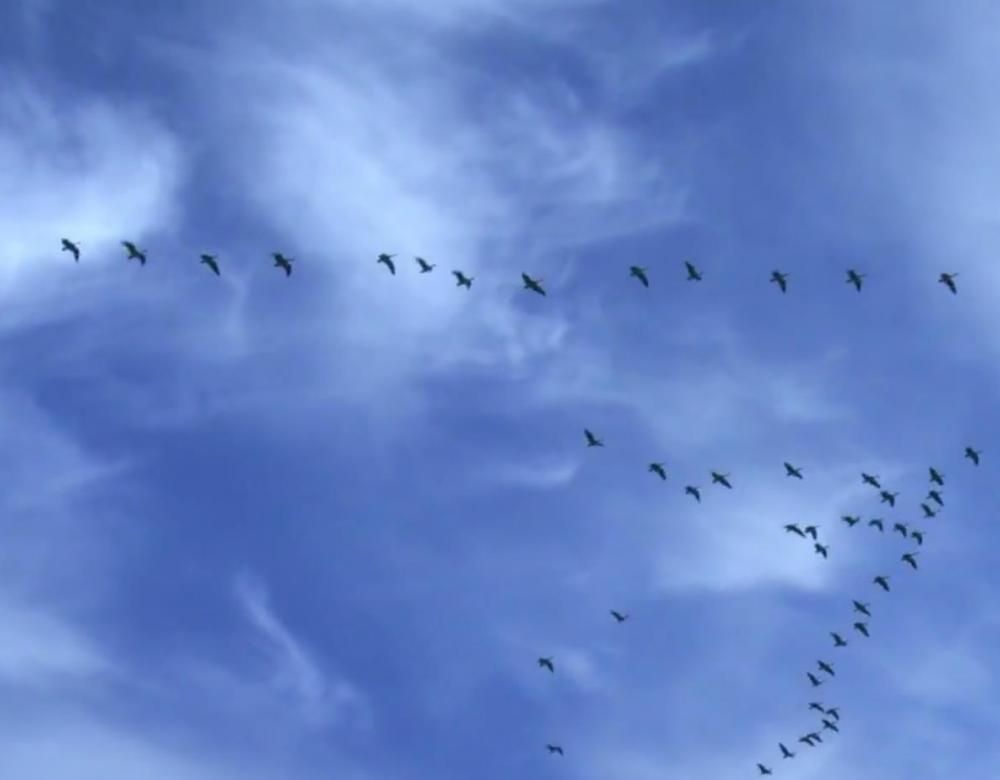 Oiseaux