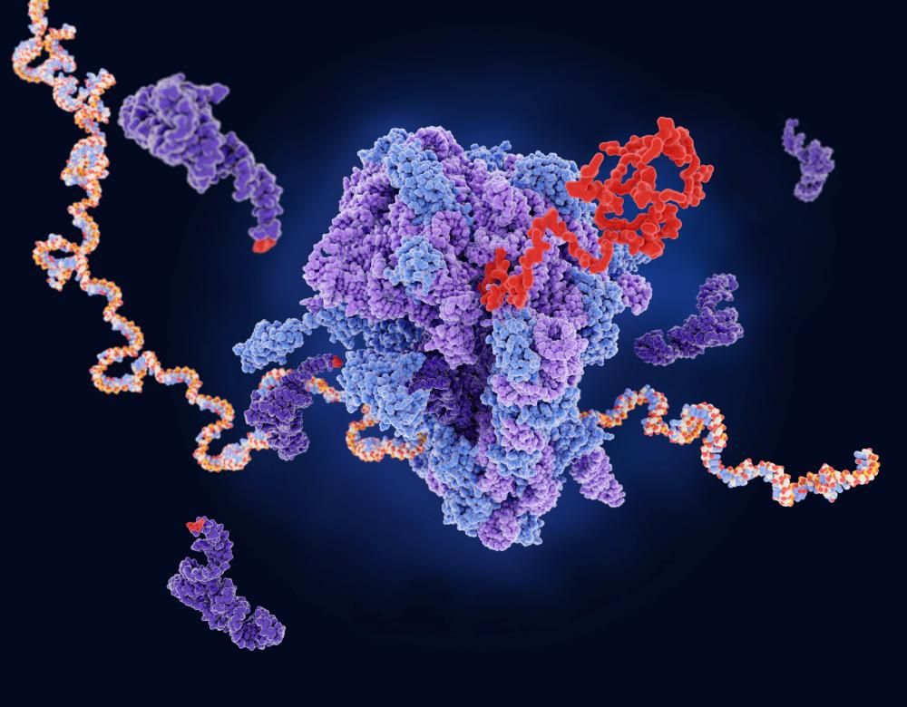Un ribosome (au centre) produit une protéine (en rouge) à partir de l'ARNm (multicolore)