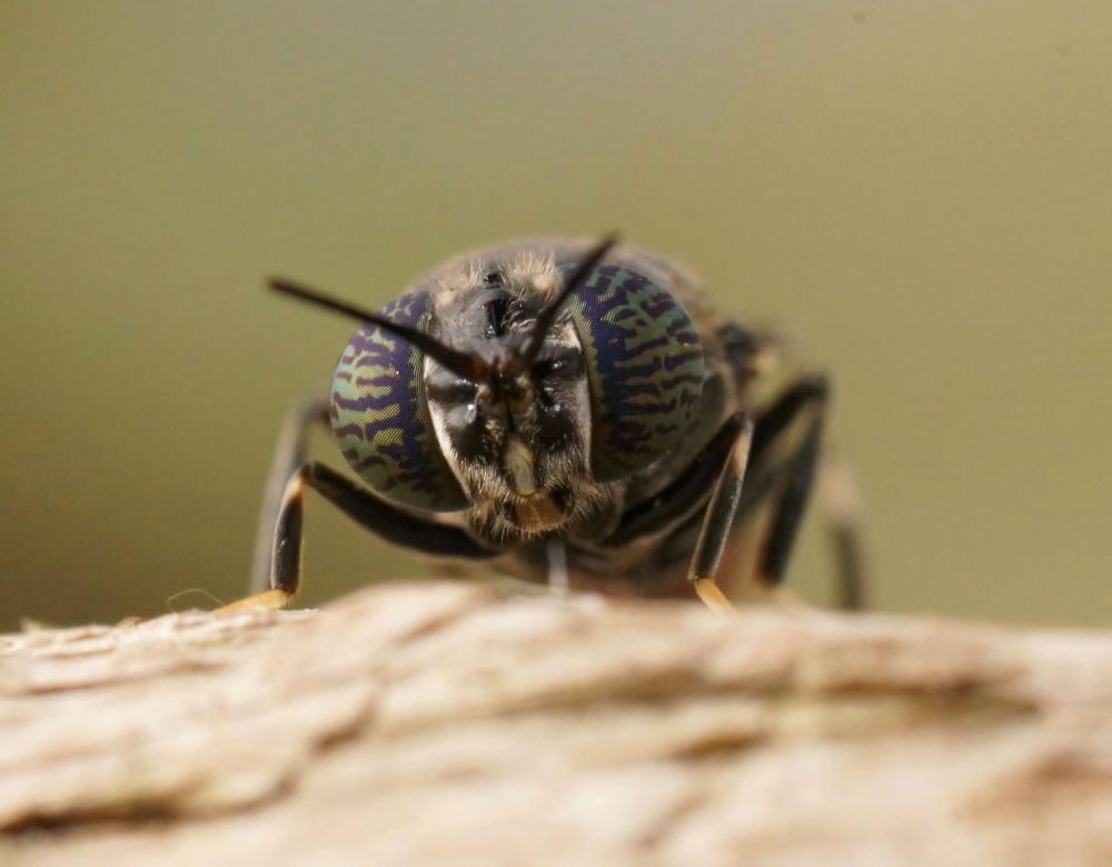 Les Insectes Comestibles : Bienfaits Nutritionnels & Écologiques