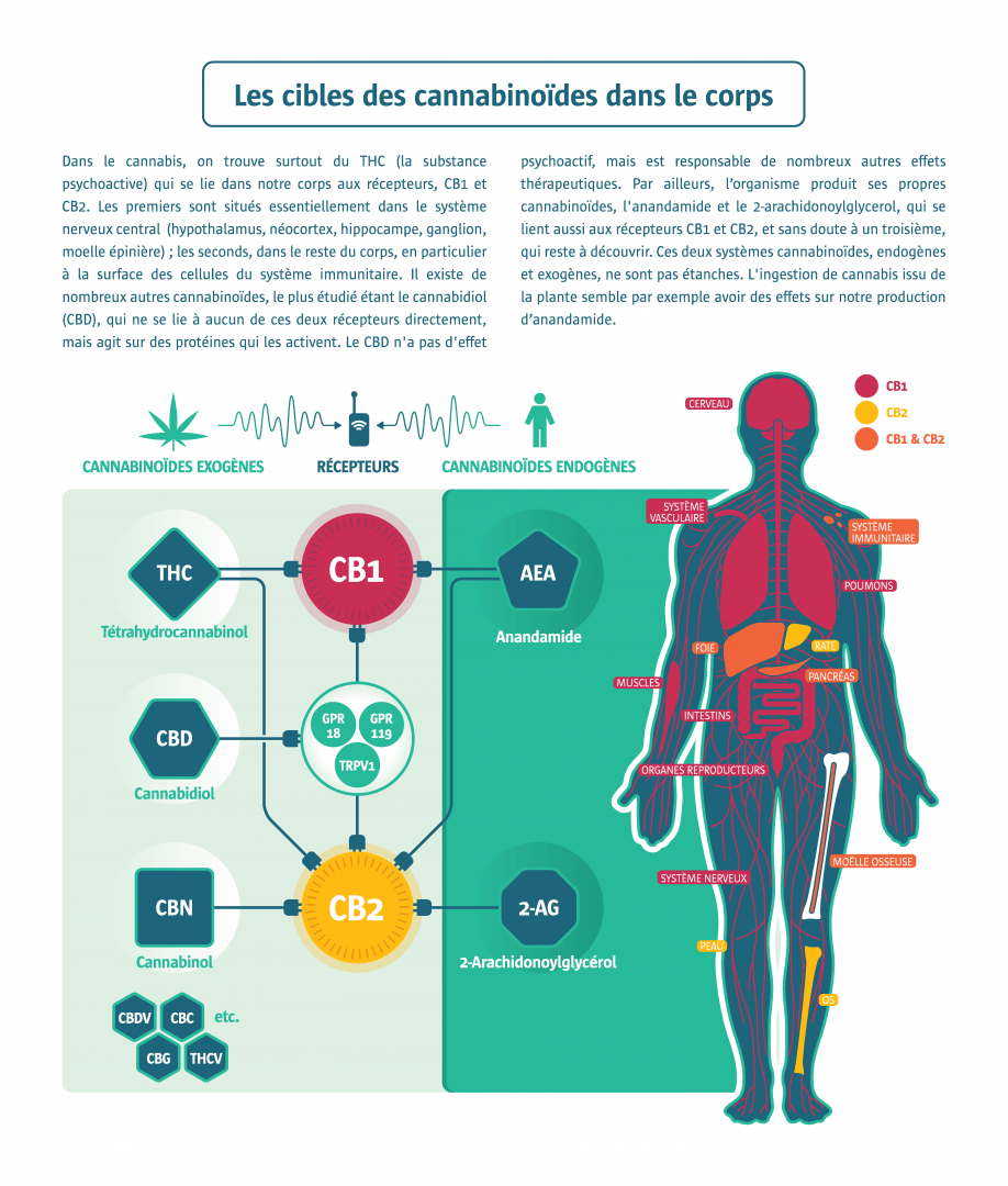 cibles des cannabinoides dans le corps