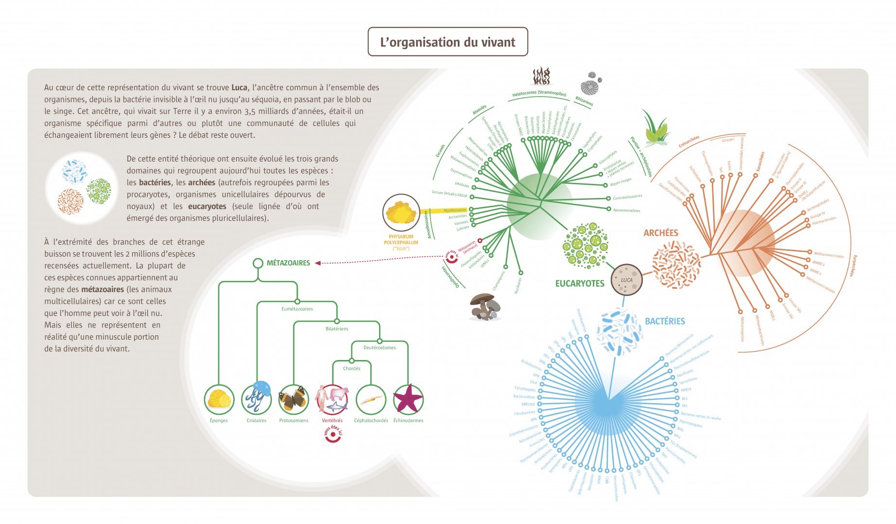 Infographie