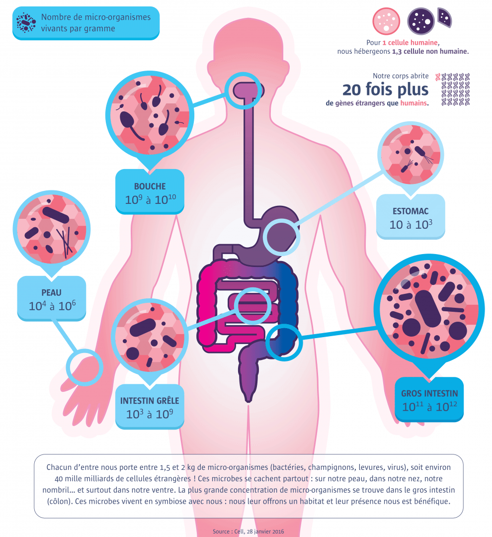 le corps microbien