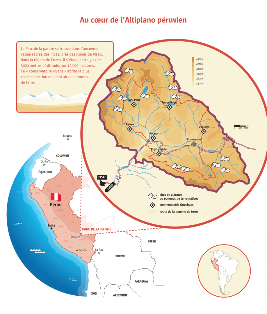 altiplano peruvien