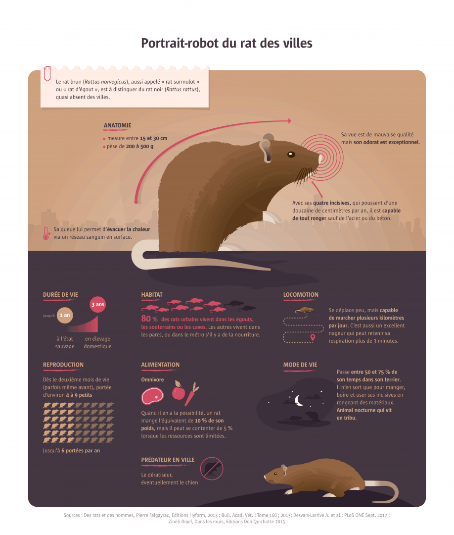 Infographie : portrait-robot du rat des villes
