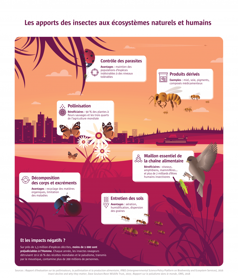 infographie