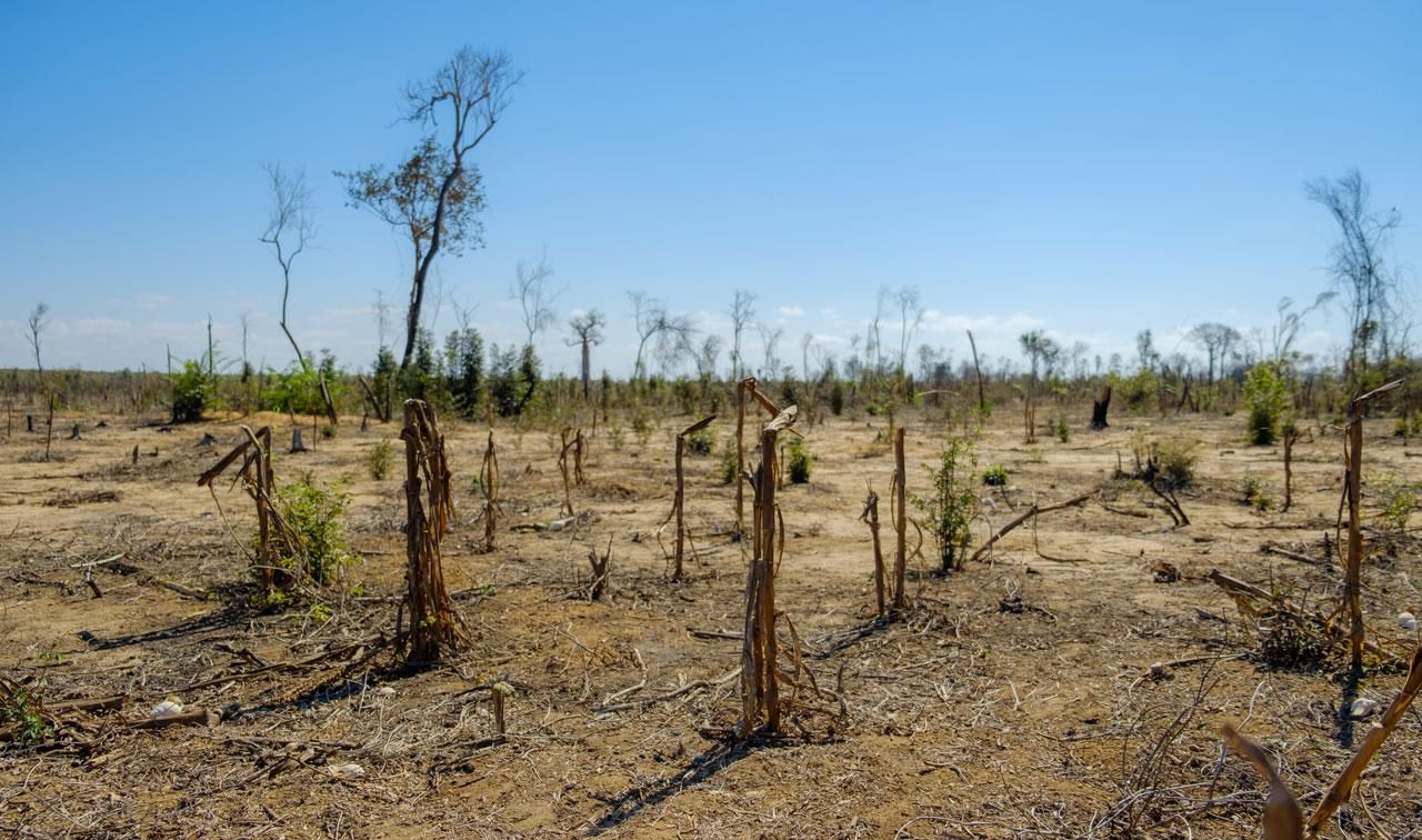 Déforestation à Madagascar pour la culture du maïs © Olaf Zerbock/USAID