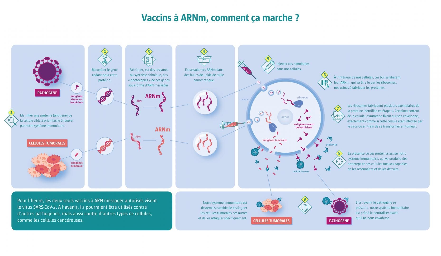 Vaccins à ARNm, comment ça marche ?