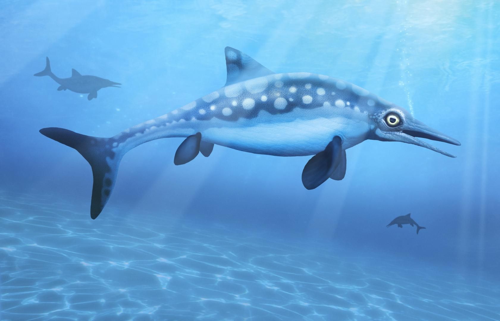 Les ichtyosaures ressemblaient aux dauphins, avec de longs corps profilés, de longs museaux et des queues puissantes. © MARK GARLICK/SCIENCE PHOTO LIBRARY