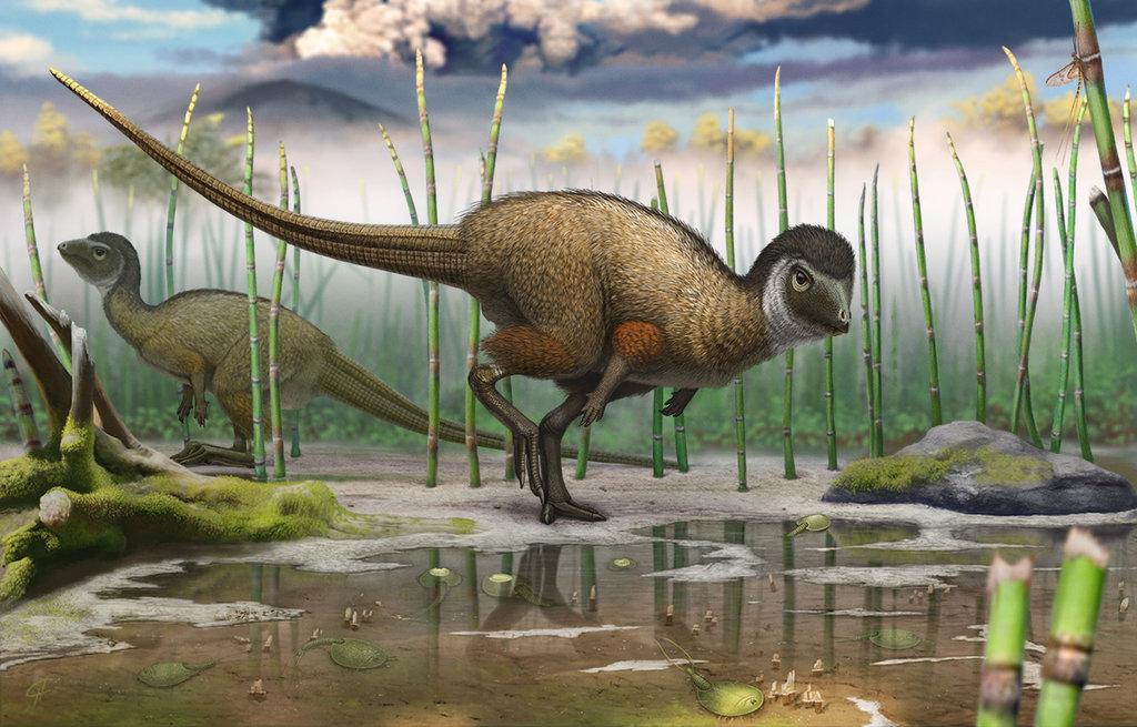 Reconstitution de Kulindadromeus zabaikalicus, découvert en Sibérie : un dinosaure duveteux, bipède et coureur, datant d’il y a environ 160 millions d’années. Pour Pascal Godefroit, de l’Institut royal des Sciences naturelles de Belgique, à Bruxelles, l’auteur principal de l’étude parue en 2014 dans la revue Science, la découverte de ce spécimen à écailles et à plumes – qui s’ajoute aux découvertes, plus anciennes, de théropodes à plumes en Chine – suggère que l’ancêtre commun des dinosaures avait des plume