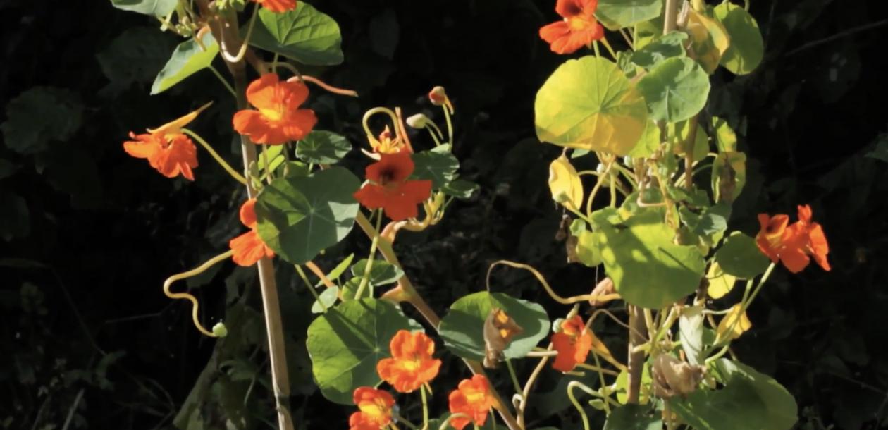 La capucine | Le blob, l'extra-média