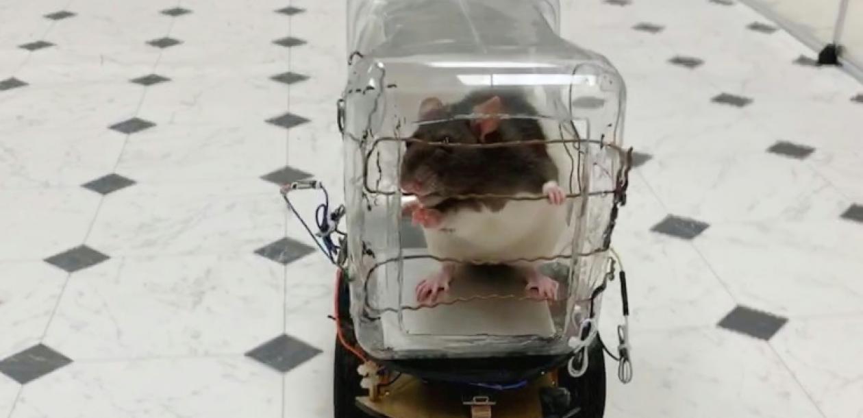 Des Rats Conducteurs De Mini Voitures Le Blob L Extra Media