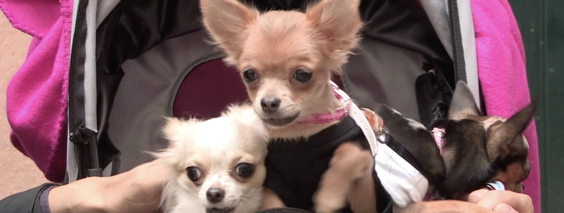 chiens