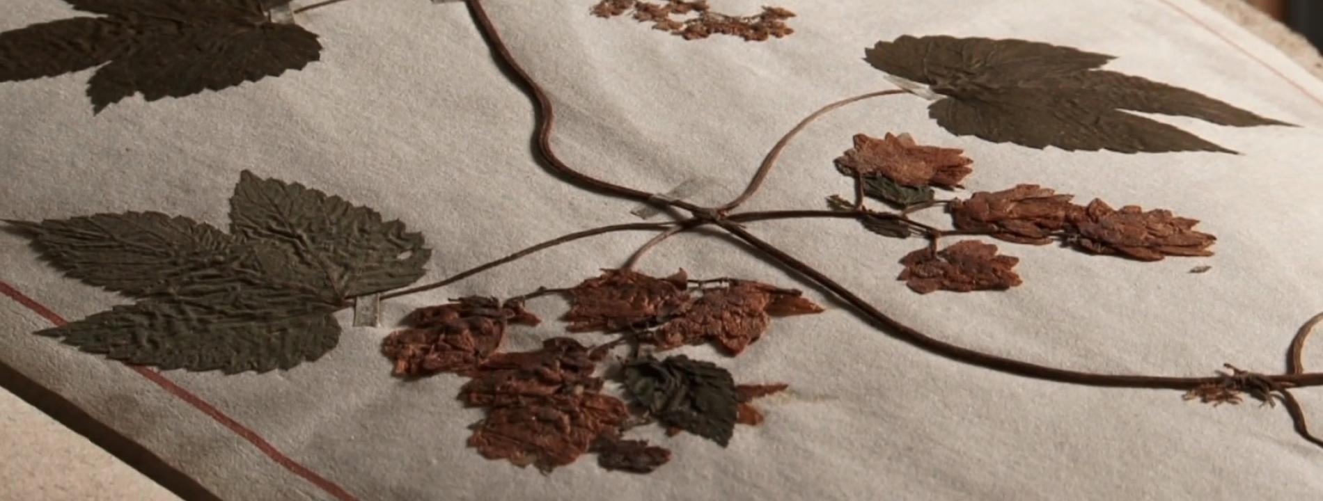 illustration herbier